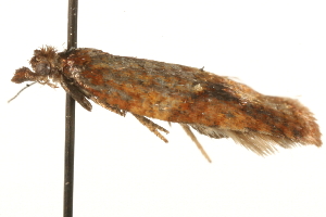  ( - MM02024)  @12 [ ] CreativeCommons - Attribution (2010) CBG Photography Group Centre for Biodiversity Genomics