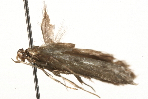  ( - MM02514)  @12 [ ] CreativeCommons - Attribution (2010) CBG Photography Group Centre for Biodiversity Genomics