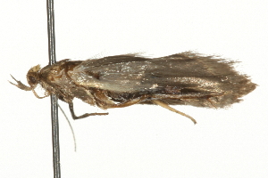  ( - MM05190)  @12 [ ] CreativeCommons - Attribution (2010) CBG Photography Group Centre for Biodiversity Genomics