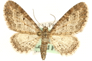  ( - MM03805)  @11 [ ] CreativeCommons - Attribution (2010) CBG Photography Group Centre for Biodiversity Genomics