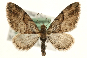  (Eupithecia sinuosaria - MM05403)  @15 [ ] CreativeCommons - Attribution (2010) CBG Photography Group Centre for Biodiversity Genomics