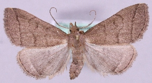  ( - MM18520)  @11 [ ] No Rights Reserved (2011) Marko Mutanen University of Oulu