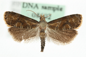  (Gynnidomorpha minimana - MM08602)  @15 [ ] CreativeCommons - Attribution (2010) CBG Photography Group Centre for Biodiversity Genomics