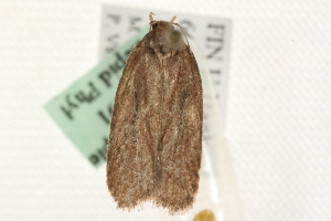  ( - MM11891)  @12 [ ] CreativeCommons - Attribution (2010) CBG Photography Group Centre for Biodiversity Genomics