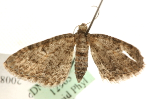  ( - MM12965)  @12 [ ] CreativeCommons - Attribution (2010) CBG Photography Group Centre for Biodiversity Genomics