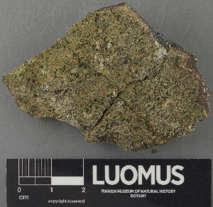  (Lecidella drakensis - H9243096)  @11 [ ] by-nc (2024) Erkka Laine Luomus