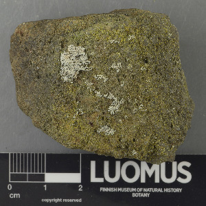 ( - H9243282)  @11 [ ] by-nc (2024) Erkka Laine Luomus