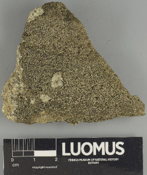  ( - H9247453)  @11 [ ] by-nc (2025) Erkka Laine Luomus