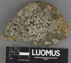  ( - H9247290)  @11 [ ] by-nc (2025) Erkka Laine Luomus