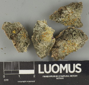  ( - H9247382)  @11 [ ] by-nc (2025) Erkka Laine Luomus