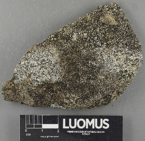  (Sclerococcales - H9243660)  @11 [ ] by-nc (2024) Erkka Laine Luomus