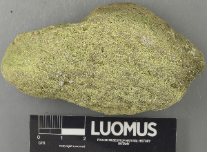  ( - H9243567)  @11 [ ] by-nc (2024) Erkka Laine Luomus