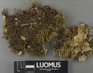  ( - H9243197)  @11 [ ] by-nc (2024) Erkka Laine Luomus