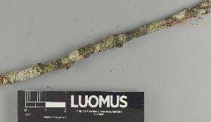  (Athallia cerinella - H9247386)  @11 [ ] by-nc (2025) Erkka Laine Luomus