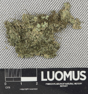  (Reichlingia leopoldii - H9243664)  @11 [ ] by-nc (2024) Erkka Laine Luomus