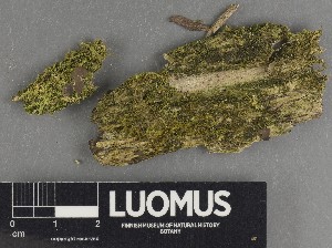  ( - H9247298)  @11 [ ] by-nc (2025) Erkka Laine Luomus