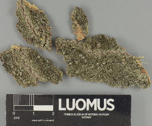  ( - H9247390)  @11 [ ] by-nc (2025) Erkka Laine Luomus