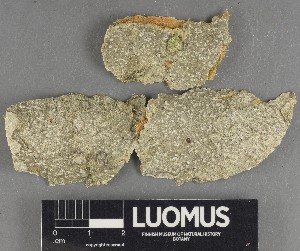  ( - H9247299)  @11 [ ] by-nc (2025) Erkka Laine Luomus