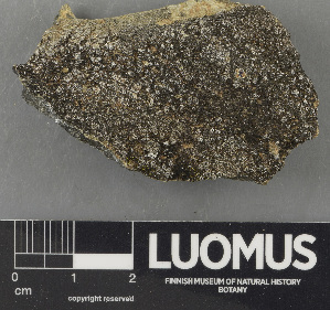  ( - H9243481)  @11 [ ] by-nc (2024) Erkka Laine Luomus