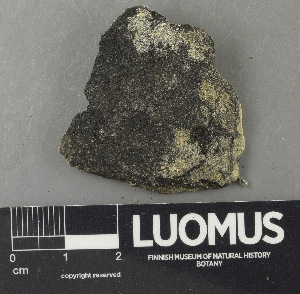  (Verrucaria norrlinii - H9243294)  @11 [ ] by-nc (2024) Erkka Laine Luomus