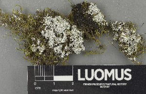  (Lepraria aff. neglecta - H9243386)  @11 [ ] by-nc (2024) Erkka Laine Luomus
