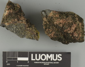  ( - H9247609)  @11 [ ] by-nc (2025) Erkka Laine Luomus