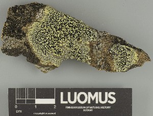  ( - H9247706)  @11 [ ] by-nc (2025) Erkka Laine Luomus