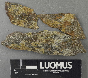  (Acarospora sinopica - H9243018)  @11 [ ] by-nc (2024) Erkka Laine Luomus
