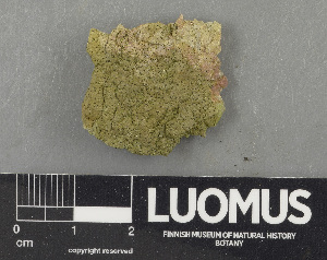  ( - H9243673)  @11 [ ] by-nc (2024) Erkka Laine Luomus