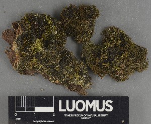  ( - H9247305)  @11 [ ] by-nc (2025) Erkka Laine Luomus