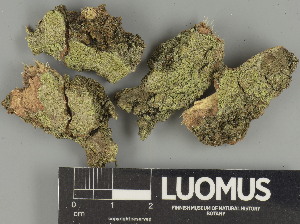  ( - H9247397)  @11 [ ] by-nc (2025) Erkka Laine Luomus