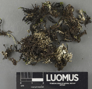  (Cladonia trassii - H9243487)  @11 [ ] by-nc (2024) Erkka Laine Luomus