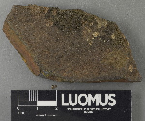  (Verrucaria oulankajokiensis - H9243021)  @11 [ ] by-nc (2024) Erkka Laine Luomus