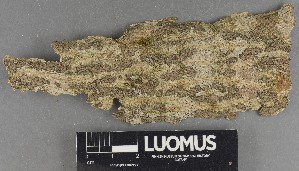  ( - H9247308)  @11 [ ] by-nc (2025) Erkka Laine Luomus