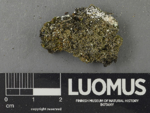  ( - H9243212)  @11 [ ] by-nc (2024) Erkka Laine Luomus