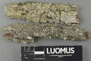  ( - H9243394)  @11 [ ] by-nc (2024) Erkka Laine Luomus