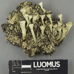 (Cladonia coccifera - H9243395)  @11 [ ] by-nc (2024) Erkka Laine Luomus