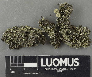  (Cladonia pyxidata - H9243491)  @11 [ ] by-nc (2024) Erkka Laine Luomus