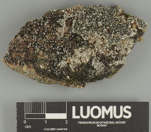  ( - H9247712)  @11 [ ] by-nc (2025) Erkka Laine Luomus