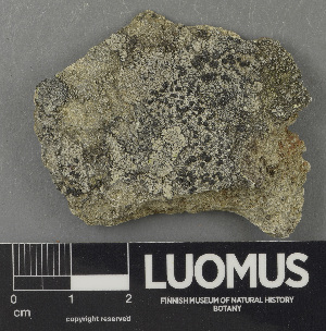 ( - H9243119)  @11 [ ] by-nc (2024) Erkka Laine Luomus