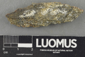  (Acarospora versicolor auct - H9243679)  @11 [ ] by-nc (2024) Erkka Laine Luomus