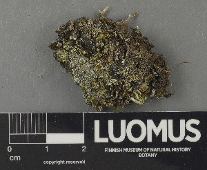  ( - H9243120)  @11 [ ] by-nc (2024) Erkka Laine Luomus