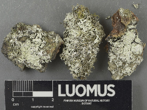  ( - H9243215)  @11 [ ] by-nc (2024) Erkka Laine Luomus
