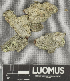  ( - H9247619)  @11 [ ] by-nc (2025) Erkka Laine Luomus