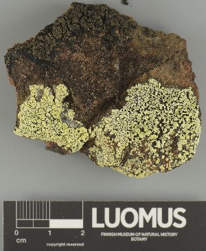  ( - H9247714)  @11 [ ] by-nc (2025) Erkka Laine Luomus