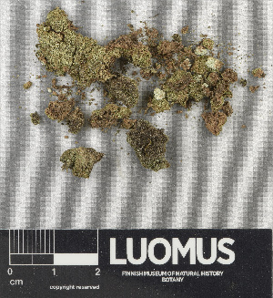  ( - H9243681)  @11 [ ] by-nc (2024) Erkka Laine Luomus