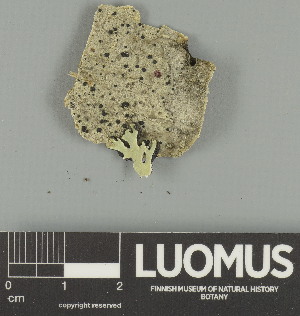  ( - H9247621)  @11 [ ] by-nc (2025) Erkka Laine Luomus