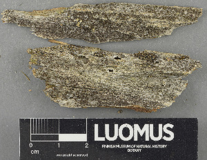  ( - H9243683)  @11 [ ] by-nc (2024) Erkka Laine Luomus