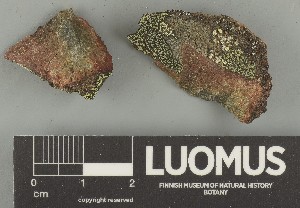  ( - H9247717)  @11 [ ] by-nc (2025) Erkka Laine Luomus