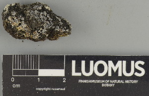  ( - H9247475)  @11 [ ] by-nc (2025) Erkka Laine Luomus